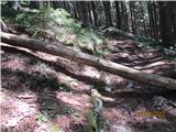 Dosti suhih dreves je v gozdu včasih nekaj pade tudi čez pot