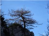 gorski bonsai