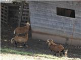Ob cesti-to so kamerunske ovce. Prvič sem jih videl na Poljskem letos , ko smo bili v Tatrah.