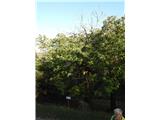 Tematske poti Slovenije  Nasad kostanja -maronov-prvič sem ta drevesa videl v živo.