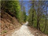 Kamplov hrib lepa gozdna cesta v Podšentjur - malo gore - malo dole, a ni tako enostavna