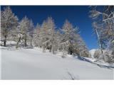 2022.01.07.75 drevje in sneg