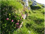 2021.07.24.39 Dlakavi sleč (Rhododendron hirsutum)