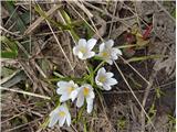2021.06.02.80 beli žafran ali nunka (Crocus vernus subsp. albiflorus)