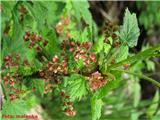 Skalno grozdičje (Ribes petraeum Wulf.)