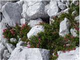 2021.07.29.171 Dlakavi sleč (Rhododendron hirsutum)