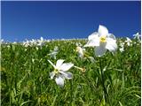 2021.06.14.20 narcise (Narcissus poeticus radiiflorus)