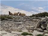Ovce na 2200m. Gledajo čudne obiskovalce.
