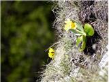 2021.06.02.54 lepi jeglič ali avrikelj (Primula auricula)
