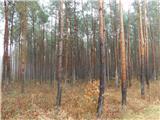 Borov gozd.