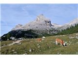 Col Becchei Dessora - 2794 m Začuda so krave še vedno na paši. Pogled nazaj na Piz dles Cunturines 