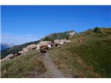 Višje srečava čredo koz in ovac, ki jih je pastir pripeljal z bližnje Casere Chiampei