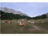 Col Becchei Dessora - 2794 m Ni čudno, da se krave ob tako poznem datumu še vedno pasejo. Temperature so nenormalno visoke