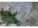 Alpska škržolica (Hieracium alpinum)