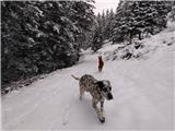 Pasje veselje na snegu :)