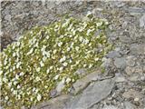 Alpska smiljka (Cerastium alpinum)