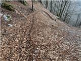 Kakih 150 metrov poti v Dolskem grabnu je nasute z listjem.