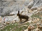 Planinski zajec (Lepus timidus)