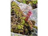 Netresk-po Flori Alpini je to Sempervivum montanum subsp. montanum.Je mejni netresk z Avstrijo