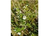 Gre za navadno smetliko-Eupharasia rostkoviana subsp montana -po Flori Alpini.