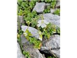 Smiljka.PO Flori alpina bi bila lahko to lahko alpska smiljka -Cerastum alpinum.