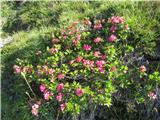 cele plantaže dlakavi sleč ali rododendron