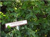 Modro kosteničevje z botanične poti-jagode opravičijo ime tega kosteničevja.