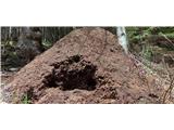 Veliko mravljišč ima izkopane luknje do sredice