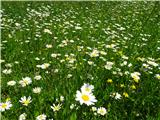 Polhov doživljajski park cvetoči travnik