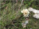 Ta rožca mi je nekam znana.Mislim , da je bleda obloglavka -Cephalaria leucantha-velja za ogroženo rožo Krasa.