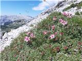 Pod vrhom Lanževice domuje tudi Triglavska roža