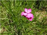 To je še tretji klinček danes -cvete na območju Rože-navadni klinček ali kartavžar-Dianthus carhusianorum.