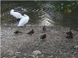 Preddvor-jezero Črnava  Tu biva labodja družina s štirimi mladimi labodi.