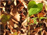 Lipica ali alpski vimček-Epimedium alpinum.