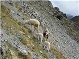 Cima Vallona, cresta della Pitturina tri koze v gozdu in te ovce tik pod vrhom so se izgubile?