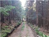 Skozi temačen gozd po stari opuščeni cesti 