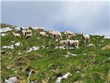 tudi ovce ob poti
