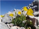 2021.07.24.64 Kernerjev mak (Papaver alpinum kerneri)