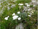 2021.07.21.114 Alpski ali bleščeči pelin (Artemisia nitida)