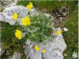 2021.07.21.122 Alpska škržolica (Hieracium alpinum)