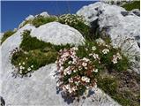 2021.07.24.100  Clusijev petoprstnik (Potentilla clusiana)