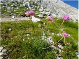2021.08.19.43 Alpski pečnik (Armeria alpina)