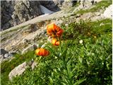 2021.07.24.21 Kranjska lilija ali Zlato jabolko (Lilium carniolicum)