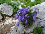 2021.07.24.25 Trebušasta zvončica (Campanula cochleariifolia)