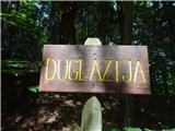tudi to drevo raste ob poti