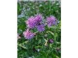 Navadni osat-Cirsium vulgare.
