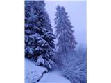 Smreke v zimski preobleki 