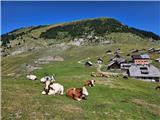 Bestiame sulla Planina Bistrica.
