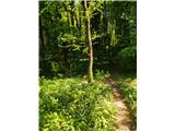 Bela - Čevo