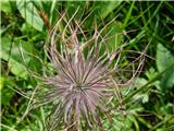 Polno je lučk alpskega kosmetinca-Pulsatilla alpina ssp.alpina